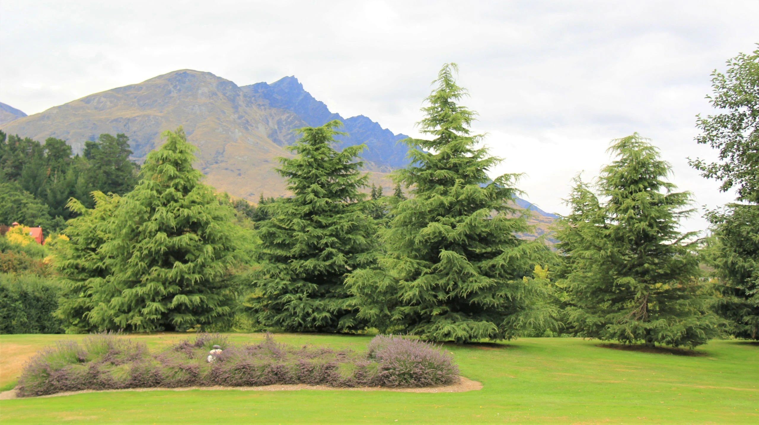 Himalayan Cedar 'Deodar'